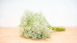 Ramo De Paniculata  
