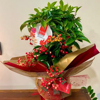 Ardisia decorada de Navidad.