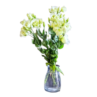 Eustoma biała 3 szt.