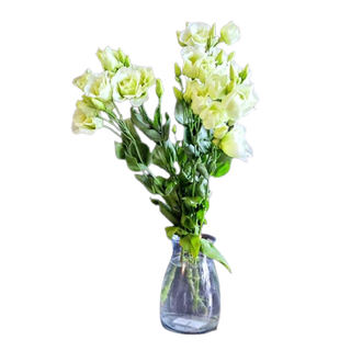 Eustoma biała 3 szt.