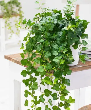 Hedera