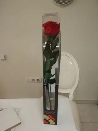 Rosa Preservada