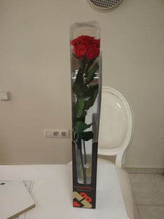 Rosa Preservada