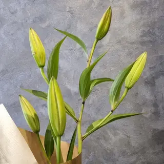 Lys Oriental premium 1 tige fermée 