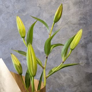 Lys Oriental premium 1 tige fermée 