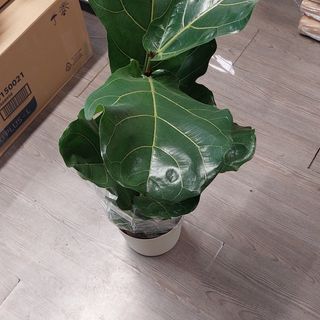Pianta appartamento e ficus alto 