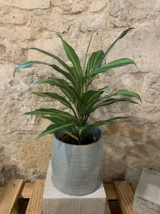 Cortyline Mediana
