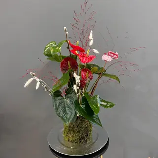 Anthurium