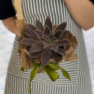 Марсианский Лист