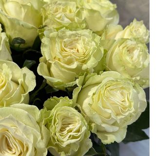 Троянда "Mondial"