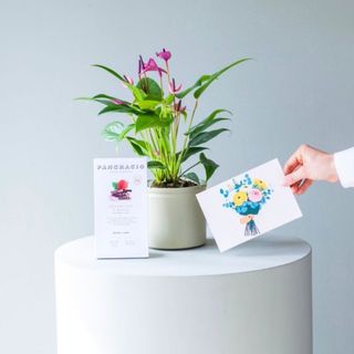 Pack Anturium con Vaso