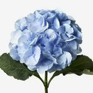 Hortensie
