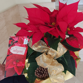 PLANTA DE NAVIDAD PREPARADA PARA REGALO