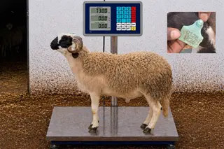 01281826 - 73 Kg