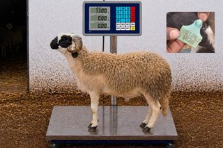 01281826 - 73 Kg