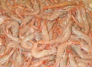 Gamba Branca  "Algarve" 