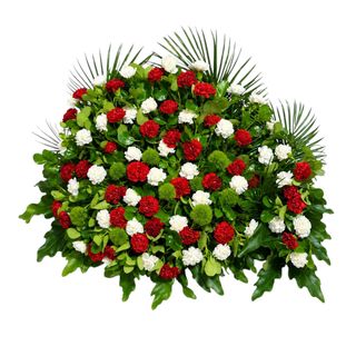 Velvet Carnation