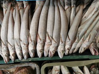 Mol 3 - Merluccius merluccius HKE