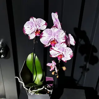 Orquídea Purpura
