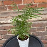 Пальма Хамедорея