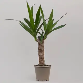 Юкка 55 см