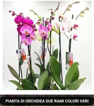 Orchidea 2 Rami Giallo
