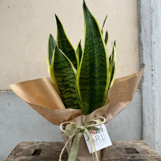 Sanseveria