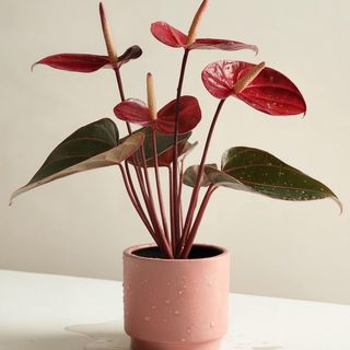 Anthurium rosu