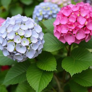 Planta de Hortensias tamaño L , color según disponibilidad