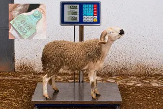 01281802 - 60 Kg
