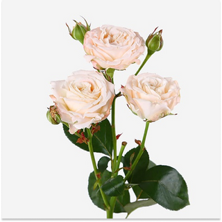 Кущова півоноподібна троянда - 1 гілка 