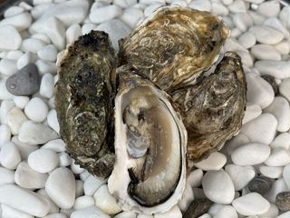 Чорна перлина №2 (6 шт.)