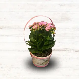 Kalanchoe w pastelowym koszyczku