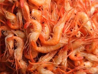 Розенберг  (0,5 кг ) крупна (500g)