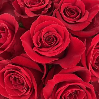 19 Bouquet di 7 rose rosse extra