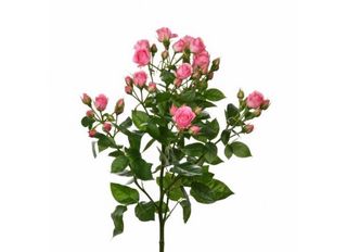 1 Спрей роза, розова