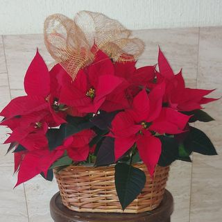 2 Plantas de Navidad en cesta, decoradas