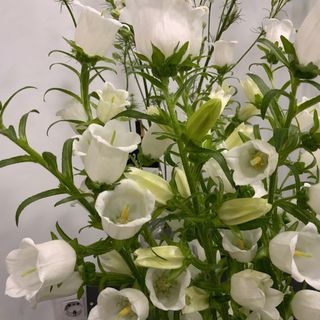 Campanula blanca ( 5 tallos )