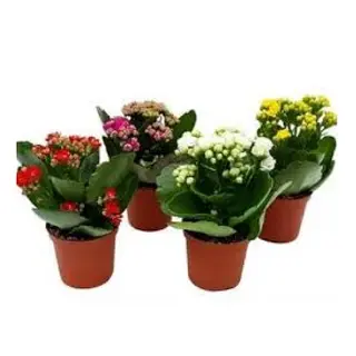 Kalanchoë