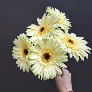  Gerbera beżowa 5 szt