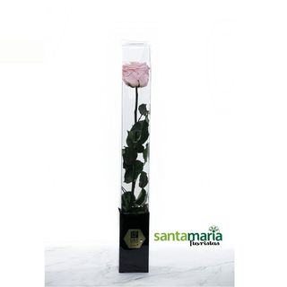 Rosa Preservada Rosa