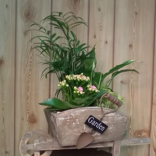 Centro De Plantas En Forma De Carretilla, O Similar De Madera