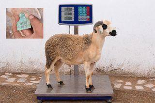 01281872 - 77 Kg