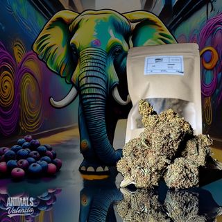 5Gr Blueberry GreenHouse CBD 