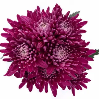 Margarita Morada Oscura "SIN BOTÓN" Flor Suelta (Nos son ramos/no bouquet)