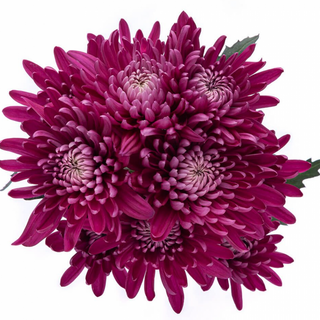 Margarita Morada Oscura "SIN BOTÓN" Flor Suelta (Nos son ramos/no bouquet)