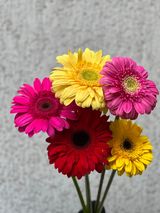 გერბერის თაიგული