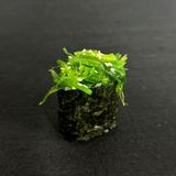 გუნკანი ჰიაშით