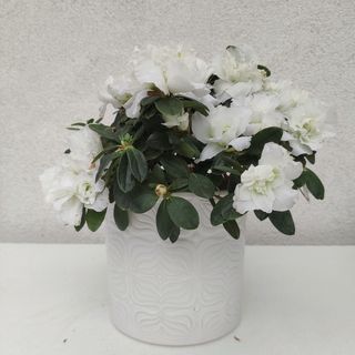 Aзалия бяла