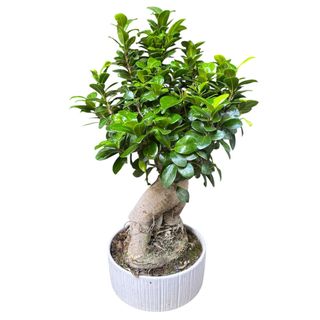 Bonsai Ficus Ginseng medio